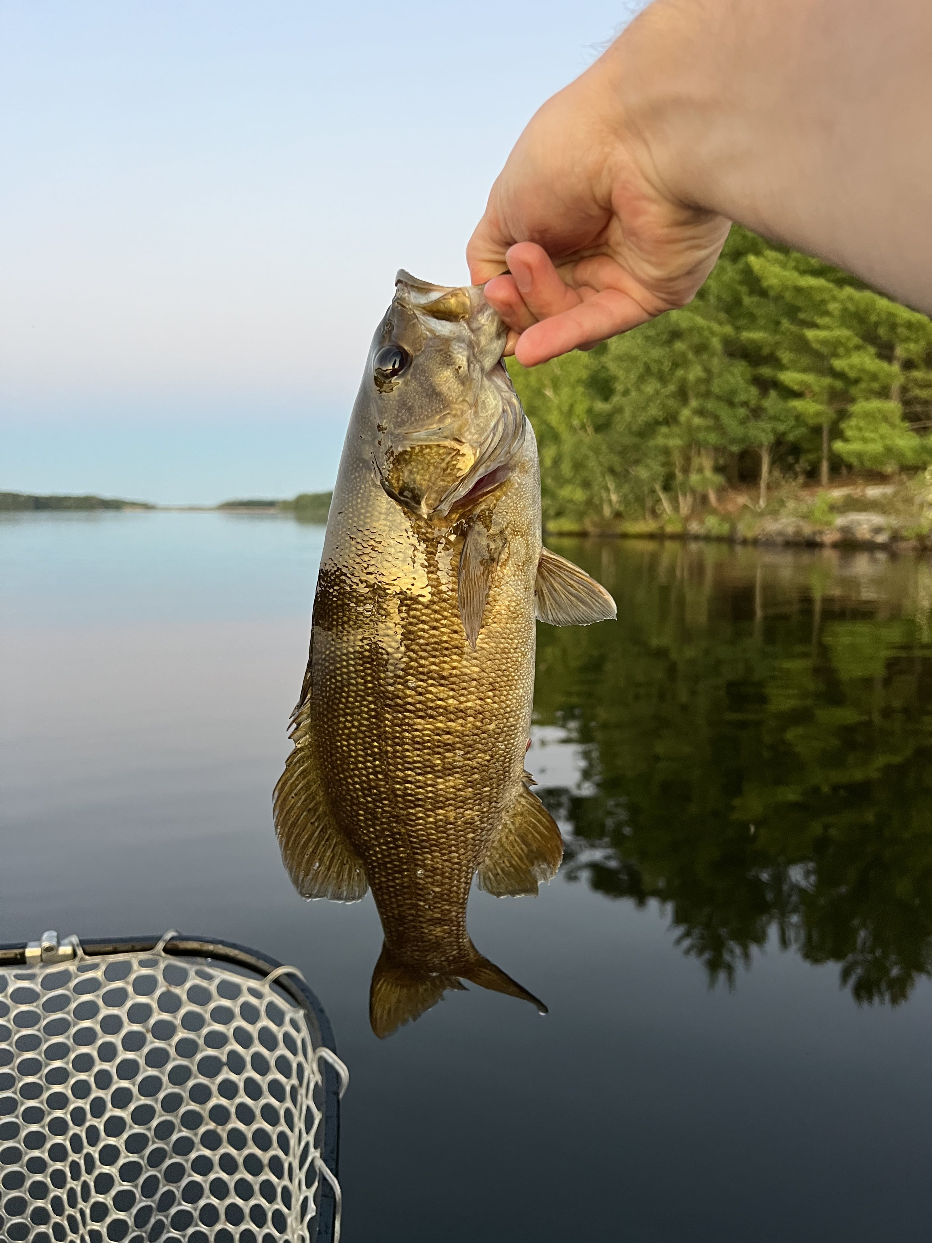 Hand holding a smallmouth bass fish over a lake with trees in the background